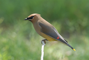 Cedar Waxwing